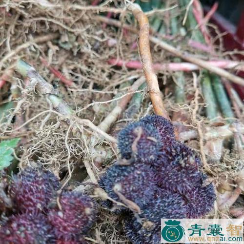 野菜产砂的性状性味归经以及功效用法和注意事项-青囊智