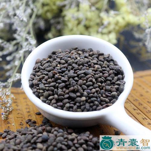 中药材野菜豆图片