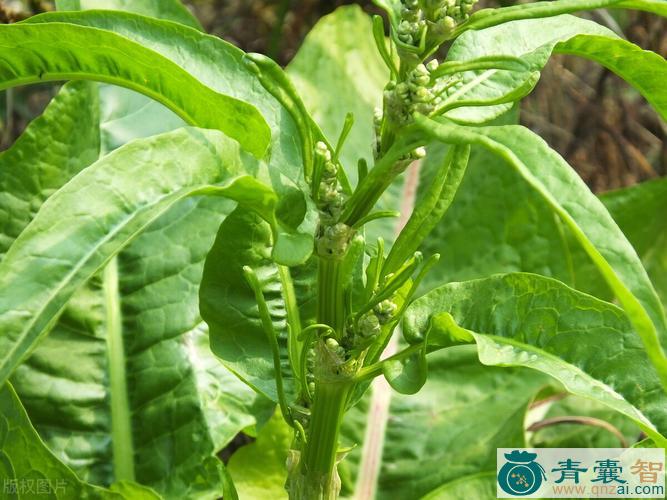 野菠菜的性状性味归经以及功效用法和注意事项-青囊智