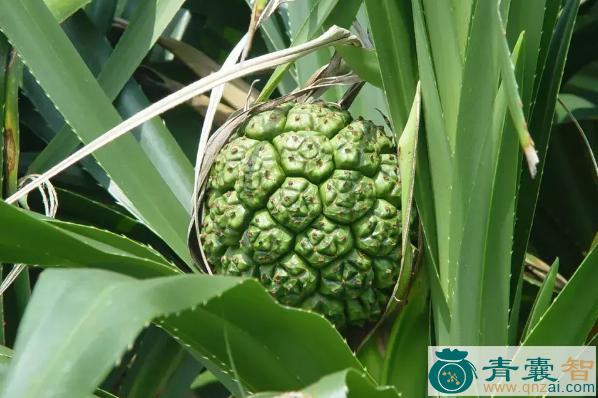 中药材野菠菱图片