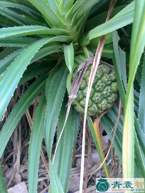野菠萝的性状性味归经以及功效用法和注意事项-青囊智