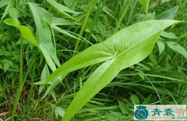 中药材野菰图片