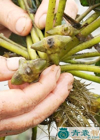 中药材野菱角图片