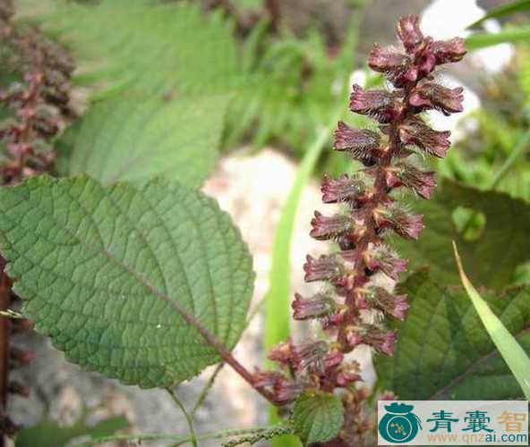中药材野落苏图片