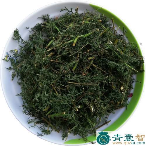 中药材野蒿图片