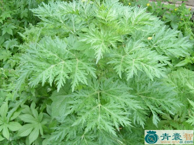 中药材野蒿荬图片