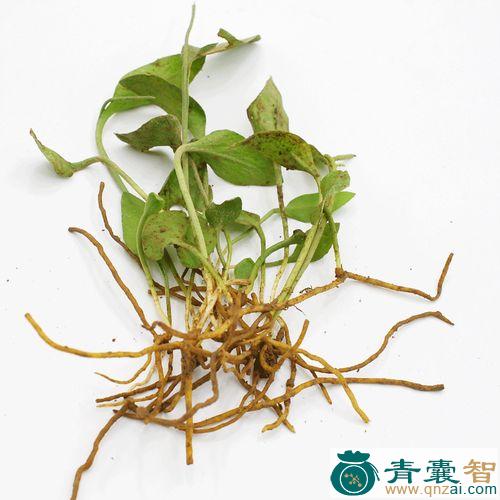 中药材野蓝图片