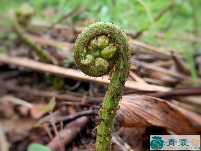 中药材野蕨菜图片