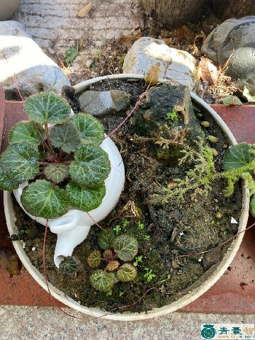 中药材野虎耳草图片