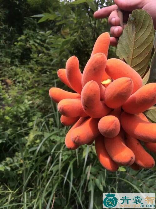中药材野豆蕉图片