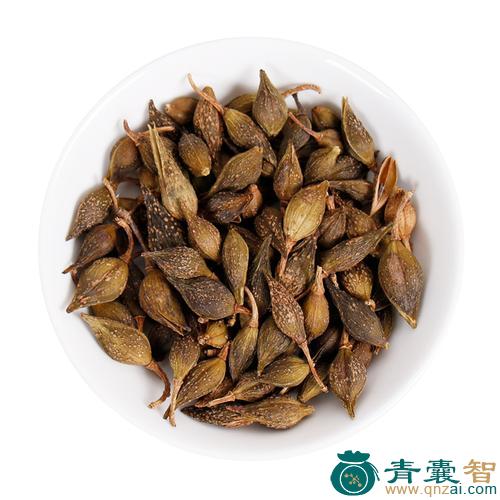野连翘的性味归经以及功效用法-青囊智