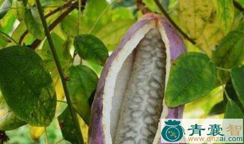 中药材野郁蕉图片