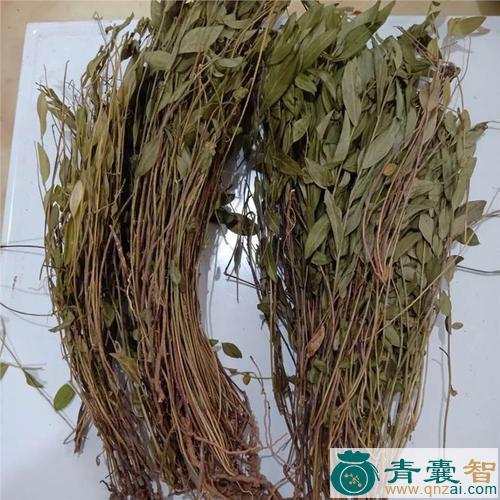 野金瓜头的性味归经以及功效用法-青囊智