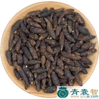 中药材野附子图片