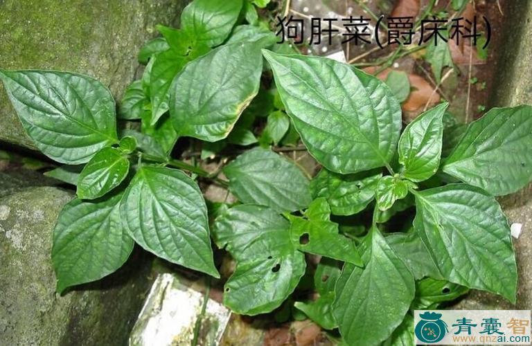 中药材野青仔图片