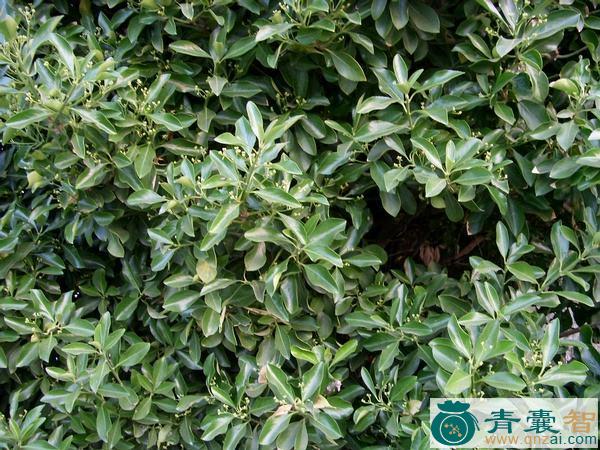 野青树的性状性味归经以及功效用法-青囊智
