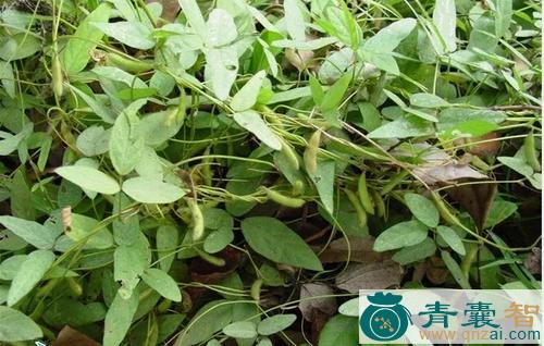 中药材野青豆图片