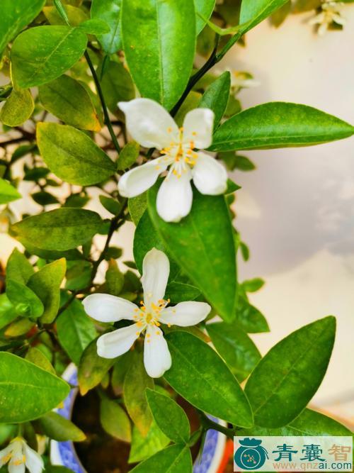 中药材野香橼花图片