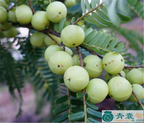 中药材野香油果图片