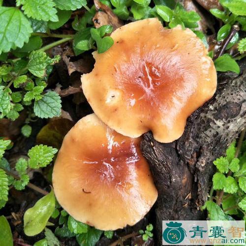 中药材野香茹图片