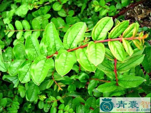 中药材野马桑图片