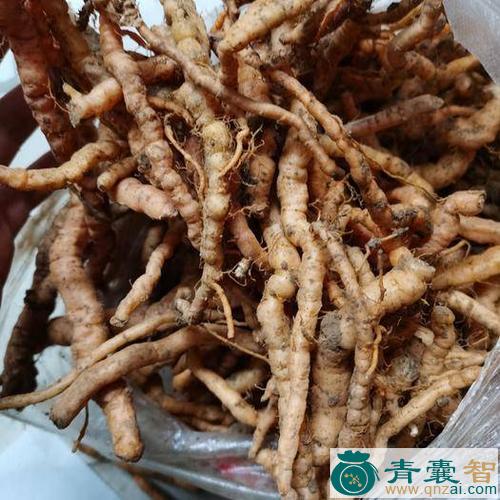 中药材野鲜地黄图片