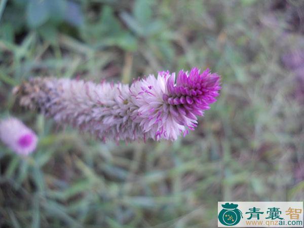 中药材野鸡冠图片
