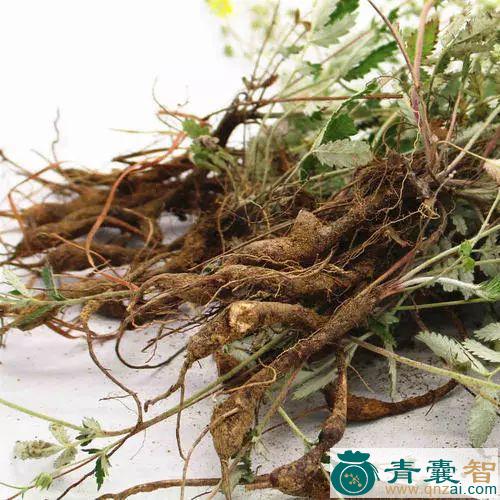 中药材野鸡爪图片