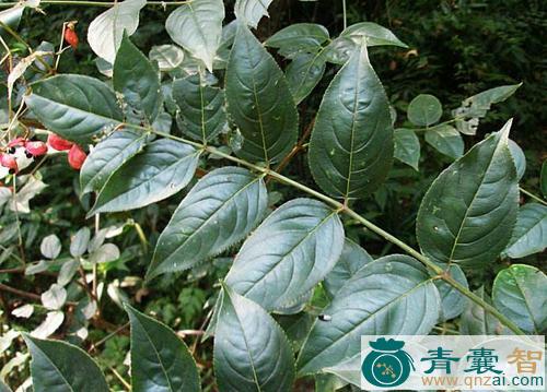 中药材野鸦椿叶图片