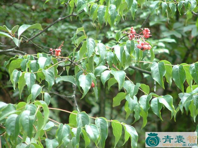 中药材野鸦椿根图片
