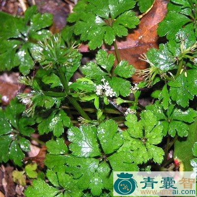野鹅脚板的性味归经以及功效用法-青囊智