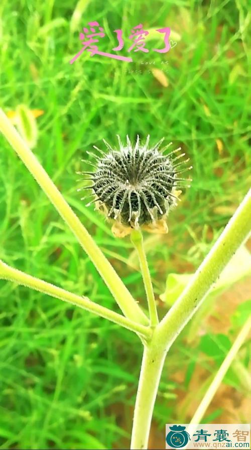 中药材野麻图片
