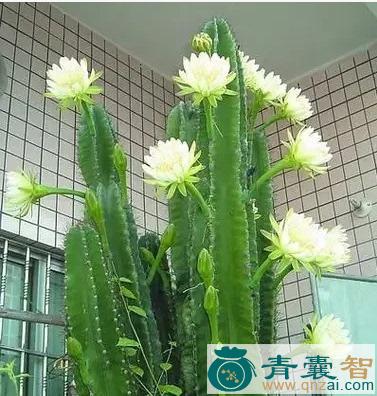 中药材量天尺花图片