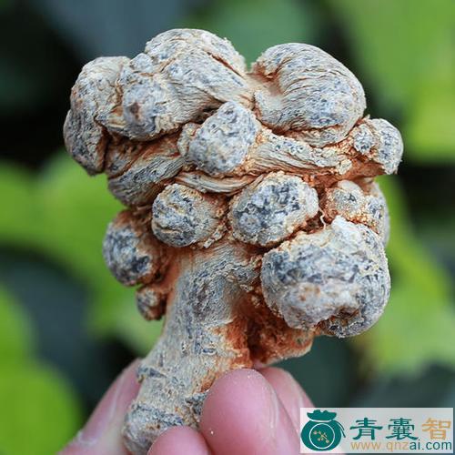 金丝三七的性状性味归经以及功效用法-青囊智