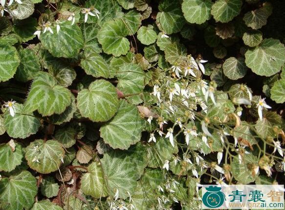 中药材金丝吊芙蓉图片