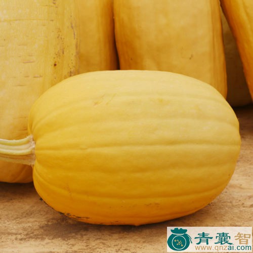 中药材金丝瓜图片