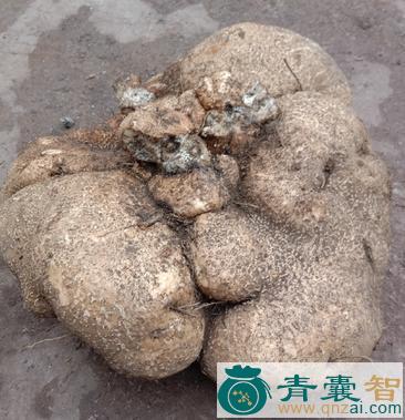中药材金丝苦楝图片