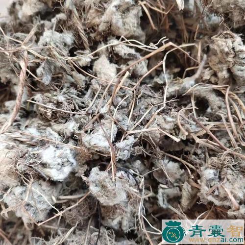 中药材金丝蝴蝶图片