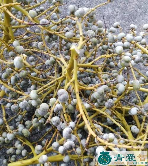 中药材金佛草图片