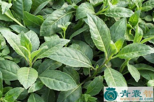 中药材金凤毛图片