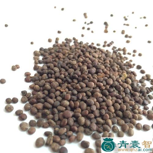 中药材金凤花子图片