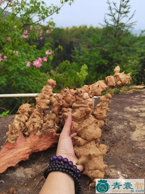 中药材金刚图片