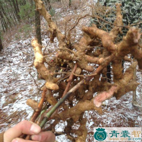 中药材金刚根图片