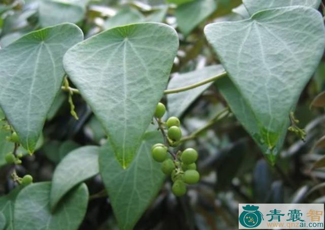 中药材金匙叶草图片