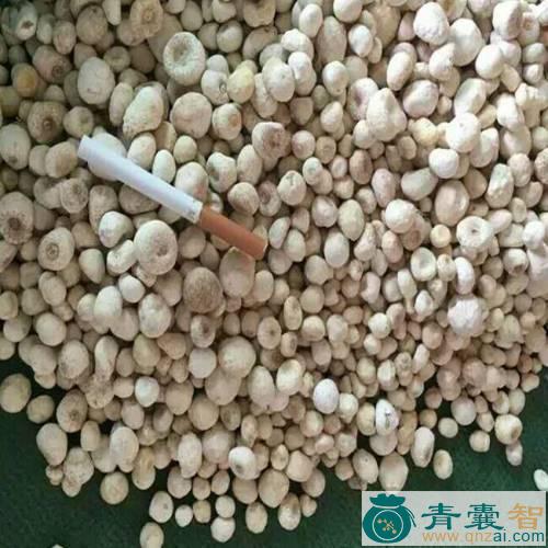 中药材金半夏图片