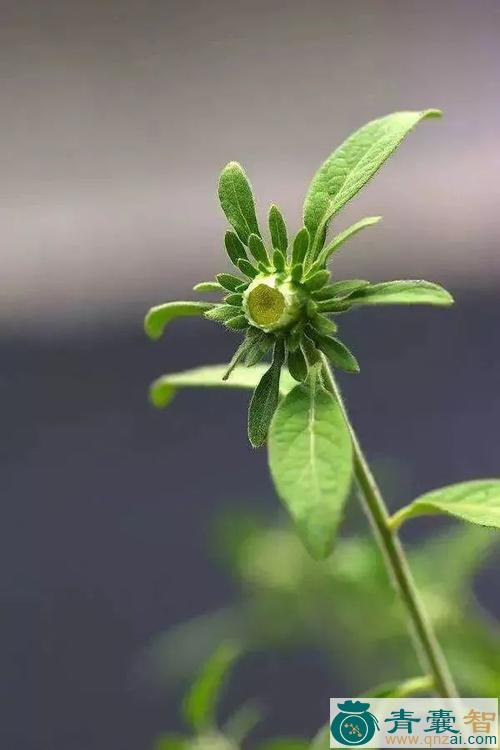 中药材金挖耳图片