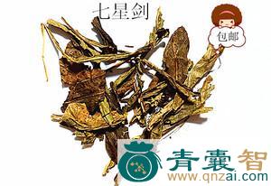 中药材金星剑图片