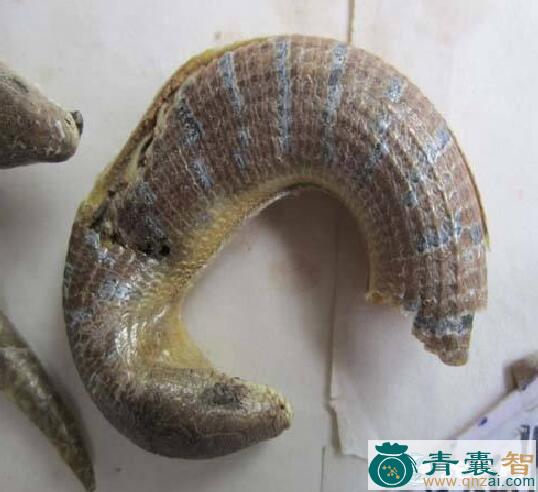 中药材金星地鳝图片