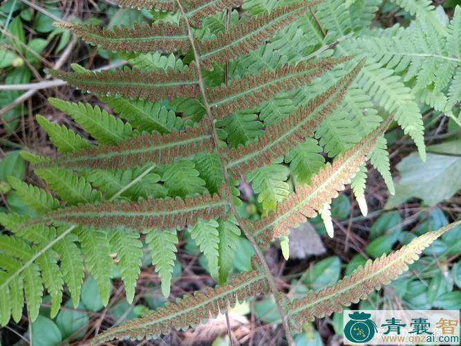 中药材金星蕨图片