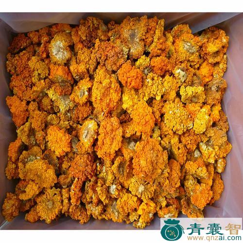中药材金木耳图片